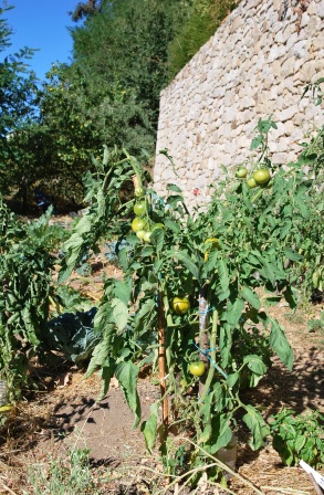 pieds de tomates