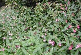 ob_78784f_impatiens-glandulifera-dscn5831