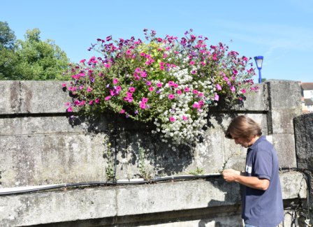 Jardinières pont neuf et pucerons