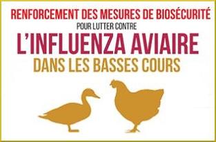Influenza aviaire